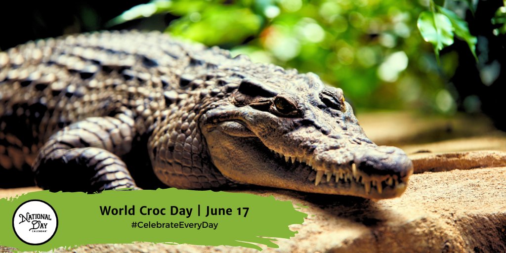 It's #WorldCrocDay! Nature's reminder that she still has her first drafts lying around. nationaldaycalendar.com/world-croc-day…