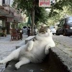 トルコで愛された地域猫の銅像が設置。その貫禄ある姿が話題に