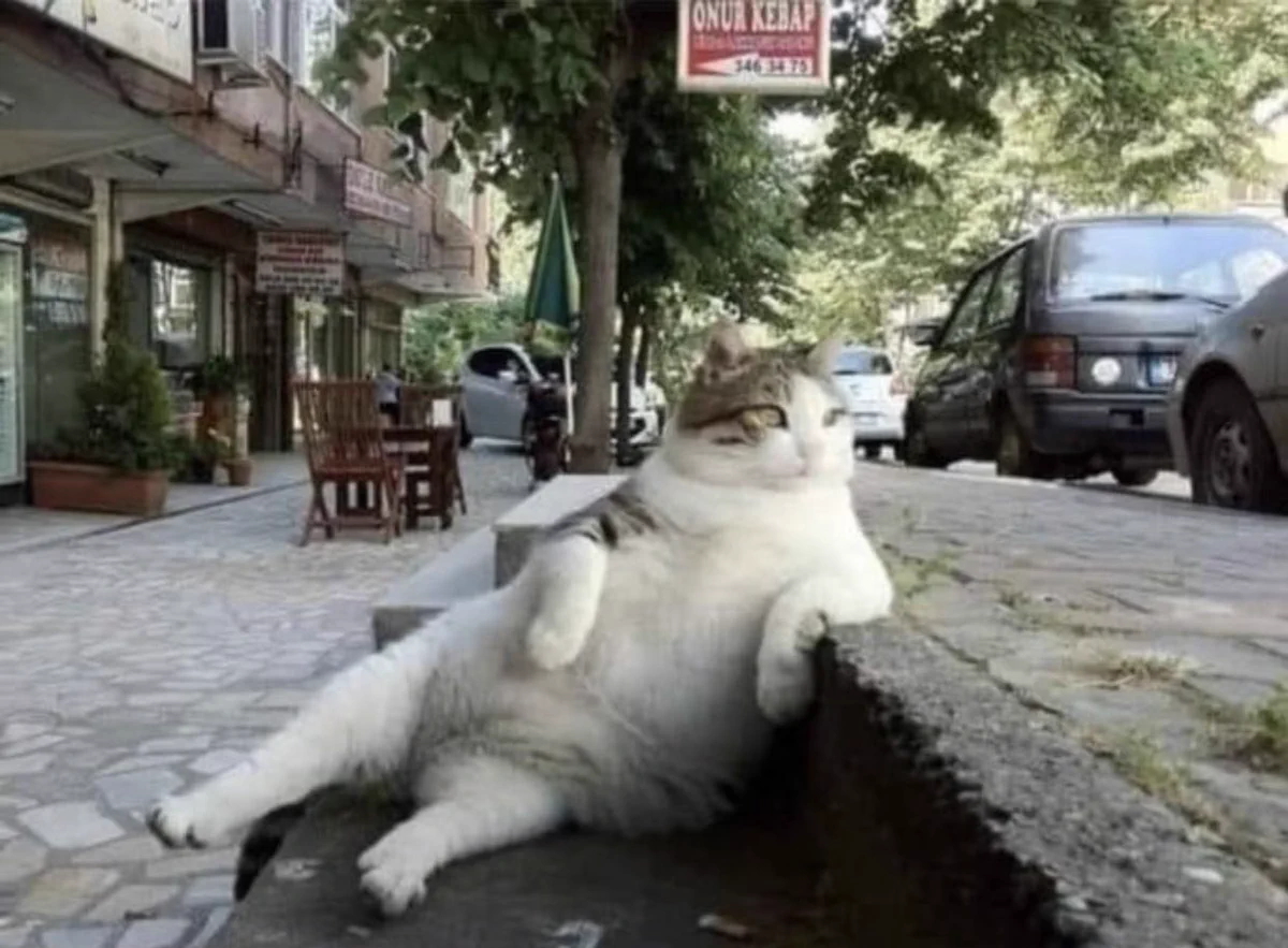 トルコで愛された地域猫の銅像が設置。その貫禄ある姿が話題に