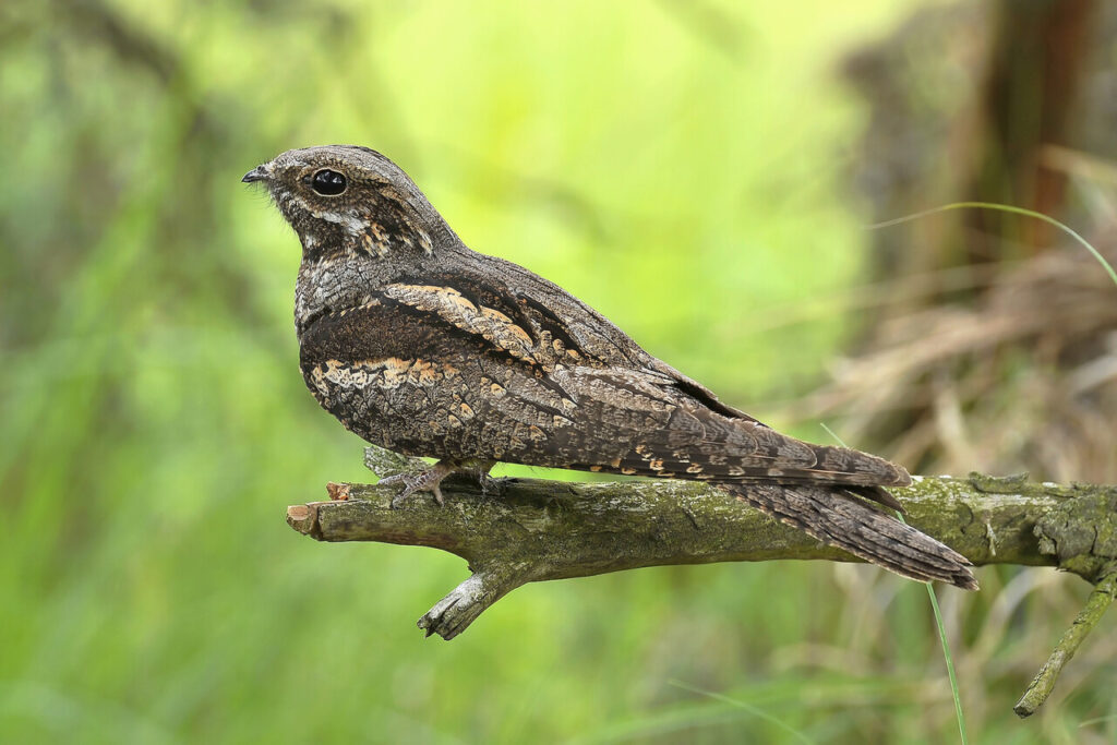 ApeldoornActuee's tweet photo. De boswachters van Geldersch Landschap &amp; Kasteelen organiseren op vrijdag 7 juli 2023 een nachtzwaluw excursie op de Loenermark. Rond nachtzwaluwen bestaan allerlei verhalen en mythen, die geen positieve

https://t.co/nZ20hYfA3d https://t.co/UThdRLhBWa