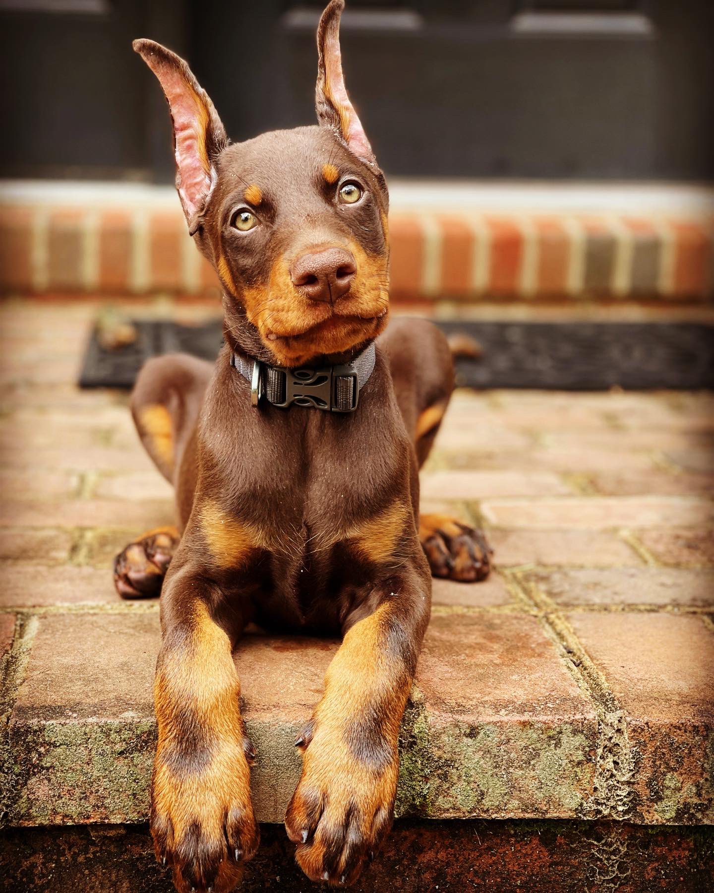 Doberman Pinscher OfficialDobes X