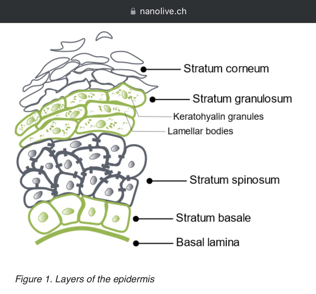 ميد MED💉🎓 on Twitter "🧐 In our bodies, we all have lamellar granules