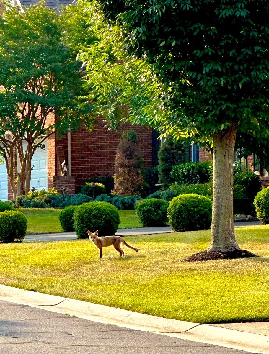 Morning companion 🚶🏻‍♀️🚶🏻‍♀️☹️
#morningwalk #FoxOfTheDay