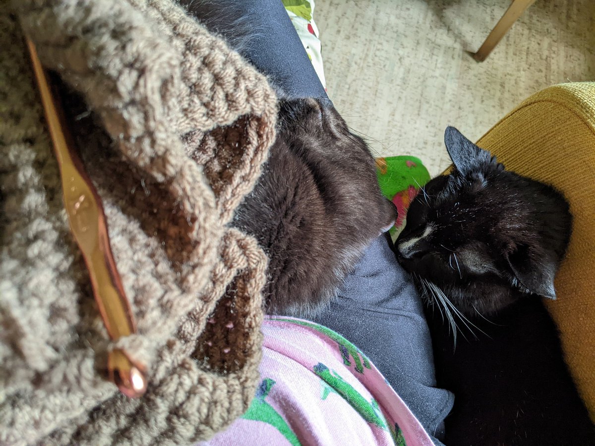 There are 2 moggies in this picture. They're 'helping' with my crochet project. (so they claim!) #Caturday #CatsOfTwitter #CatsOnTwitter #CatTwitter #blackcats #tuxiecats #seniorcats #SuperSeniorCatsClub #panfursquad #moggies #RescueCats #catpics #minipanfur #cats