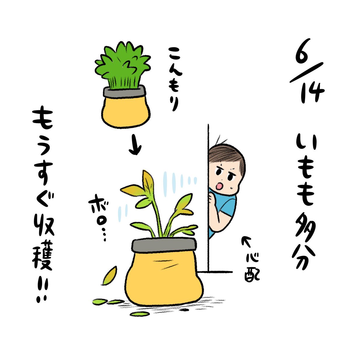 ポテトマ日記🥔 いもは順調に葉が枯れてきたので息子と相談して明日収穫することに決めました! ちゃんと収穫できるか楽しみ…!!