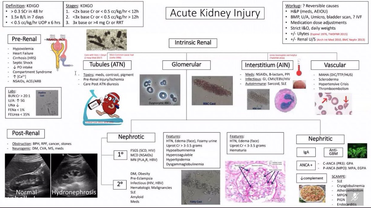 Great Review

Acute Kidney Injury ✨

.