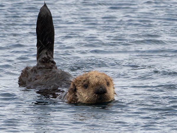 Sea otter's tail is how he picks up satellite communications dailyotter.org/posts/2023/6/1… 📸: flickr.com/photos/taylar/…