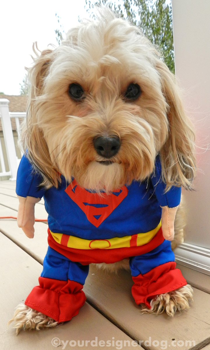 Super Sadie! is.gd/pH6NcL #blog #comicbooks #cute #designerdogs #dogcostume #halloween #sidekick
