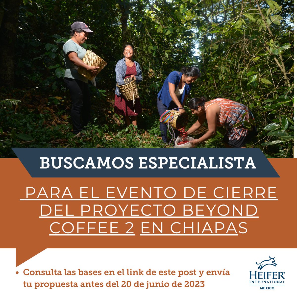 Buscamos esquipo experto para realizar el cierre del proyecto Beyond Coffee en Tuxtla Gutiérrez, Chiapas, envía tu información antes del 20 de junio. Consulta las bases en el link 👉 buff.ly/42IkqRr