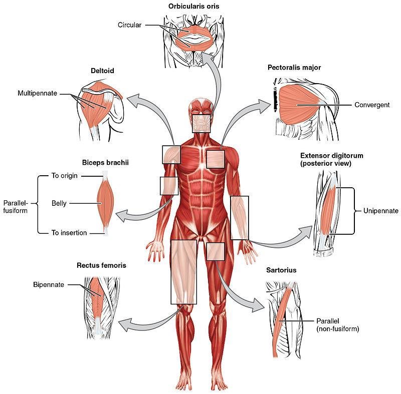 Examples of major skeletal muscles of the human body and their types👇🏼

#skeletalmuscle #muscle #anatomy

researchgate.net/publication/34…