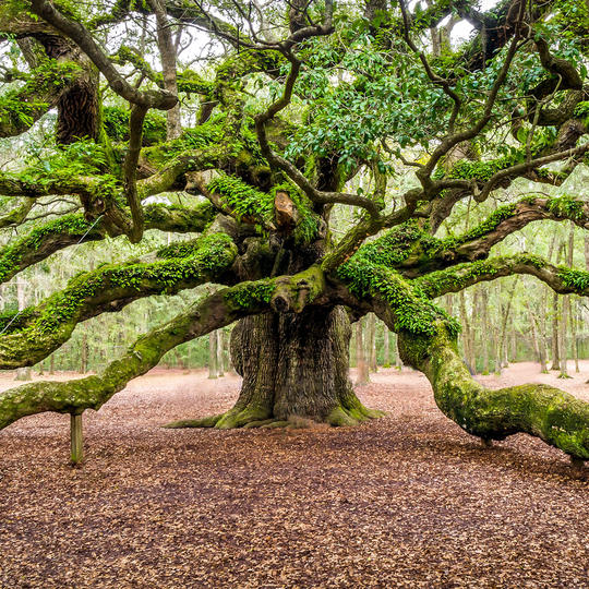 Hace más de 1500 años, en la isla de John, EE.UU., brotó el Angel Oak, un Quercus virginiata que aún vive. La leyenda cuenta que miles de ángeles se reunían bajo su sombra para absorber su energía y magia. Un joven ángel fue asignado a cuidar a un niño enfermo y se esforzó por