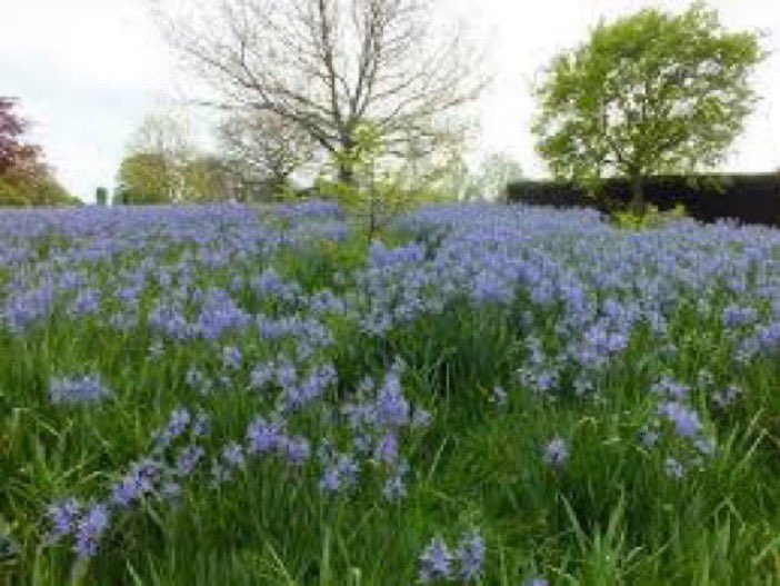 And sow Camassia seed broadcast in rough grass, when in about four years’ time I am assured that I shall get a crop as mistily blue as a sea of bluebells. #gardening countrylife.co.uk/gardens/garden…