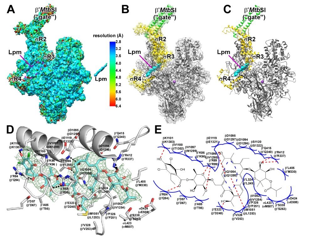 R_H_Ebright's tweet image. Postdoctoral Associate and Research Associate positions available in structural biology of transcription, transcription-translation coupling, and transcriptional regulation.
Cryo-EM and/or crystallography.
CV and cover letter to ebright@waksman.rutgers.edu.