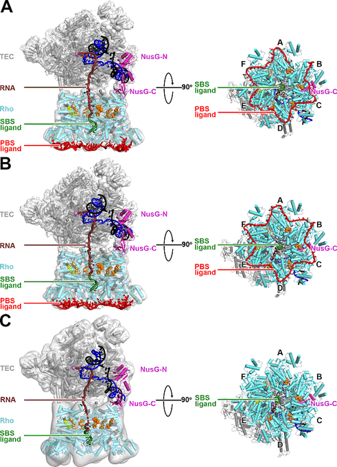 R_H_Ebright's tweet image. Postdoctoral Associate and Research Associate positions available in structural biology of transcription, transcription-translation coupling, and transcriptional regulation.
Cryo-EM and/or crystallography.
CV and cover letter to ebright@waksman.rutgers.edu.