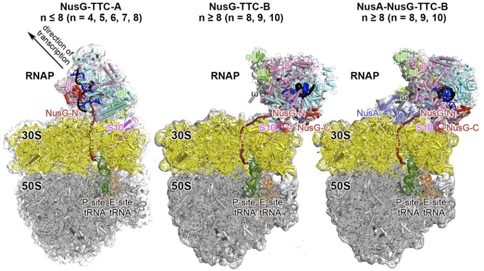 R_H_Ebright's tweet image. Postdoctoral Associate and Research Associate positions available in structural biology of transcription, transcription-translation coupling, and transcriptional regulation.
Cryo-EM and/or crystallography.
CV and cover letter to ebright@waksman.rutgers.edu.