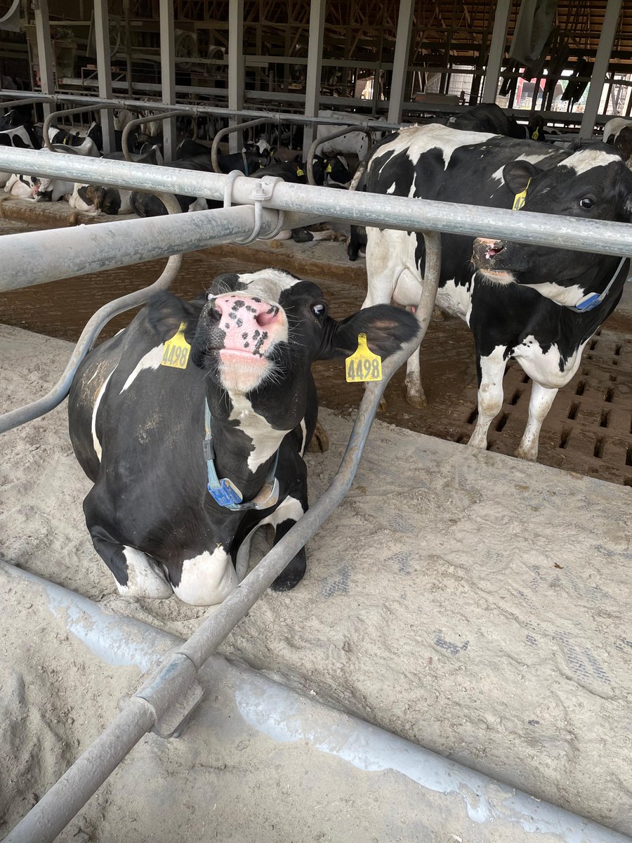 VaAgriculture's tweet photo. To wrap up #VirginiaAgWeek, we joined the @SVPartnership on a tour of Cub Run Dairy Farm in Rockingham Co. The Heatwole Family led a tour of the farm & explained how technology is the key to efficient production & happy cows. #DairyMonth @VSDAOnline @dairy_alliance https://t.co/ySQLsqjw7y