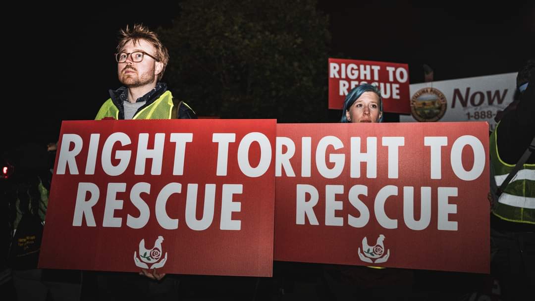 Petaluma Poultry Slaughterhouse #OpenRescue & All Night Vigil. #ALC2023 #ProsecutePetalumaPoultry
📷 @michelledlcueto
More photos:
facebook.com/liberationconf…