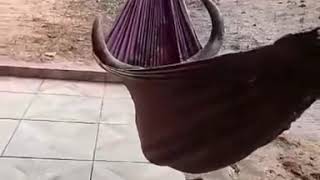 eusyyd's tweet photo. Gabi Brandt bem plena deitada , ignorando as notícias sobre ela e o Saulo rola ungida, mas daqui a pouco ela vai anunciar que tá grávida de novo dele ,mas q eles são apenas bons amigos https://t.co/137nCirCOM