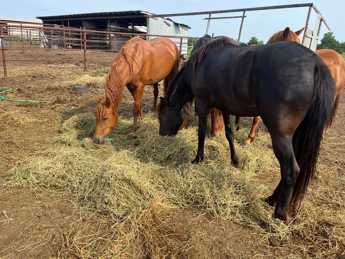 At least 4 #WildHorses are going to the vet the 23rd to have their feet trimmed For everyones safety including the horse they need sedated This's another part of Horse Rescue that needs done Please #Help Almost have enough for 1 paypal.com/donate/?hosted… account.venmo.com/u/MustangMae…