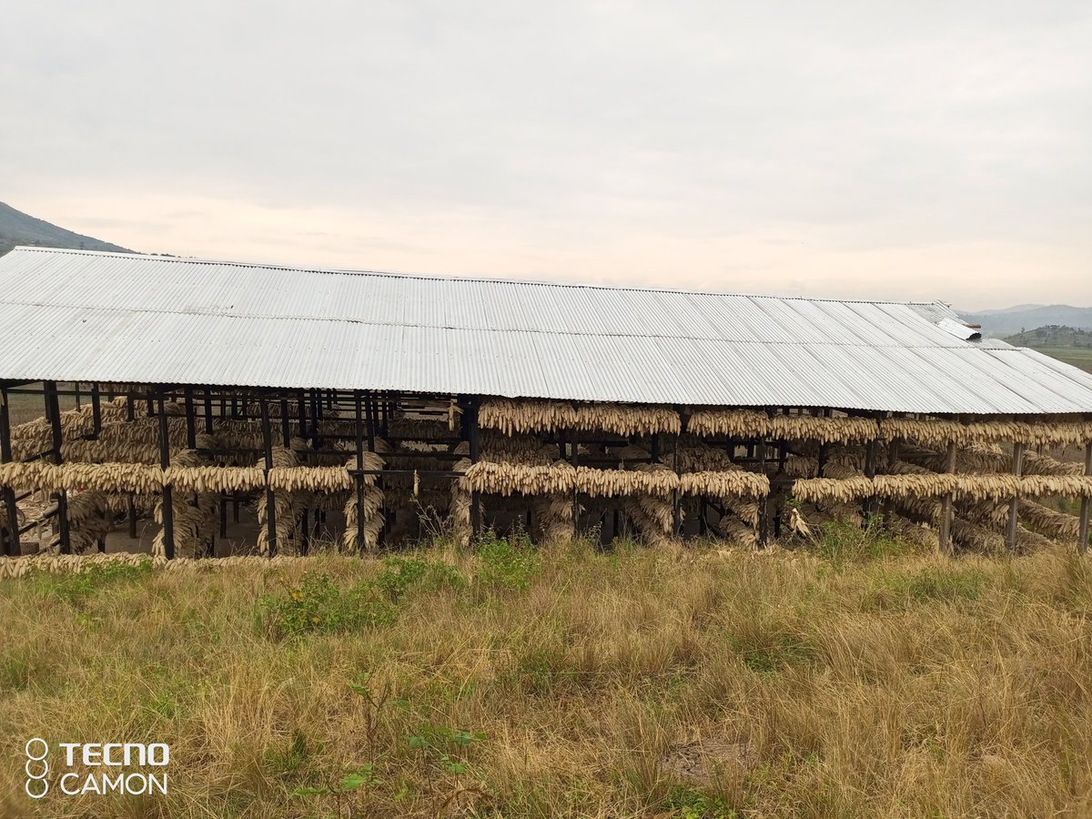 nkunamo's tweet photo. Nkunamo Village
Ubuhinzi bw'ibigori bukomeje kuba imwe munkingi z'iterambere ry'abaturajye.
#GisagaraDis https://t.co/DRqTNjDXWR