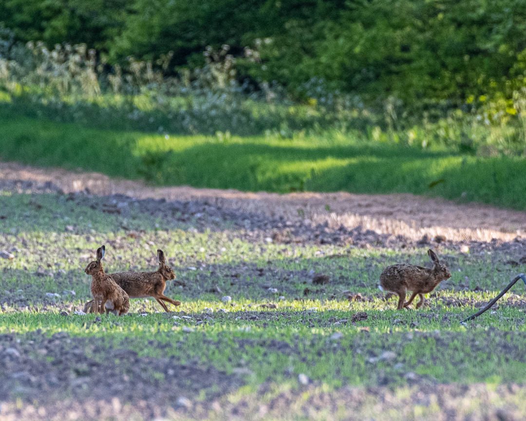 #hare #sally #lepuseuropaeus #brownhare