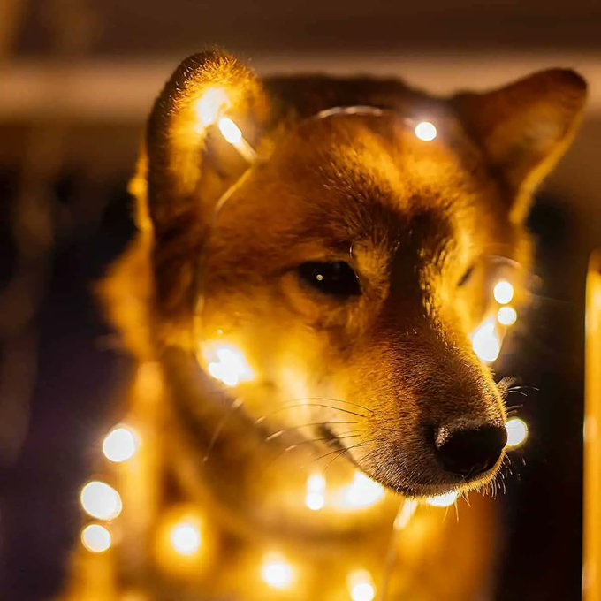 ExpressRave's tweet image. Hey #Shibarmy you can either buy your own 3D printer and master 3d slicing or you can just use #Shibacals to #3d print your 3d #NFTs. Super cool.