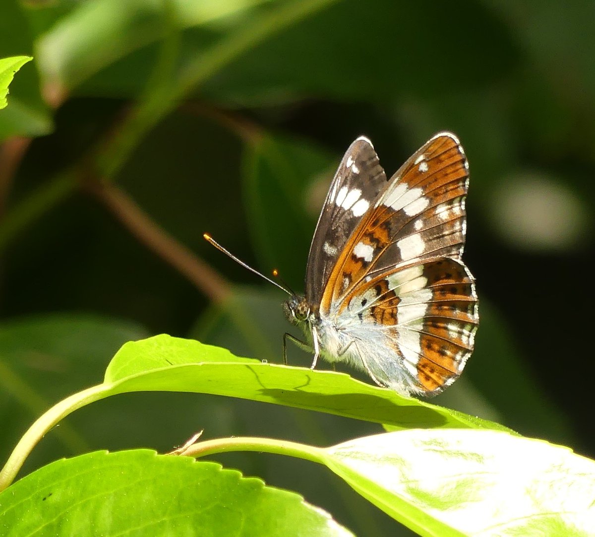 White admiral #Buckinghamshire in a brief sunny spell this afternoon, I found this WA in #MK #NaturePhotography #Butterflies @UpperThamesBC @TheParksTrust