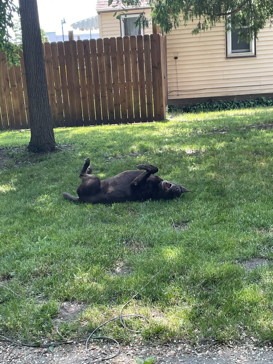 mochaladocha's tweet photo. Had a grand #woggle after mom cut the grass today. #mashedpotato #lawnpotato https://t.co/S8rxxULBjc