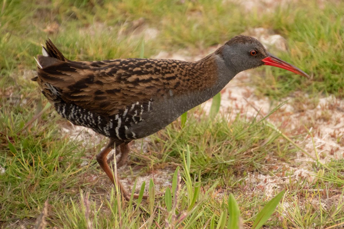 allviewsmyown2's tweet photo. @RSPBFrampton @RareBirdAlertUK @BirdGuides @LincsNaturalist @Lincsbirding @RSPBEngland @GlobalBirdfair Spotted the water rail today! https://t.co/kN44TfolOY
