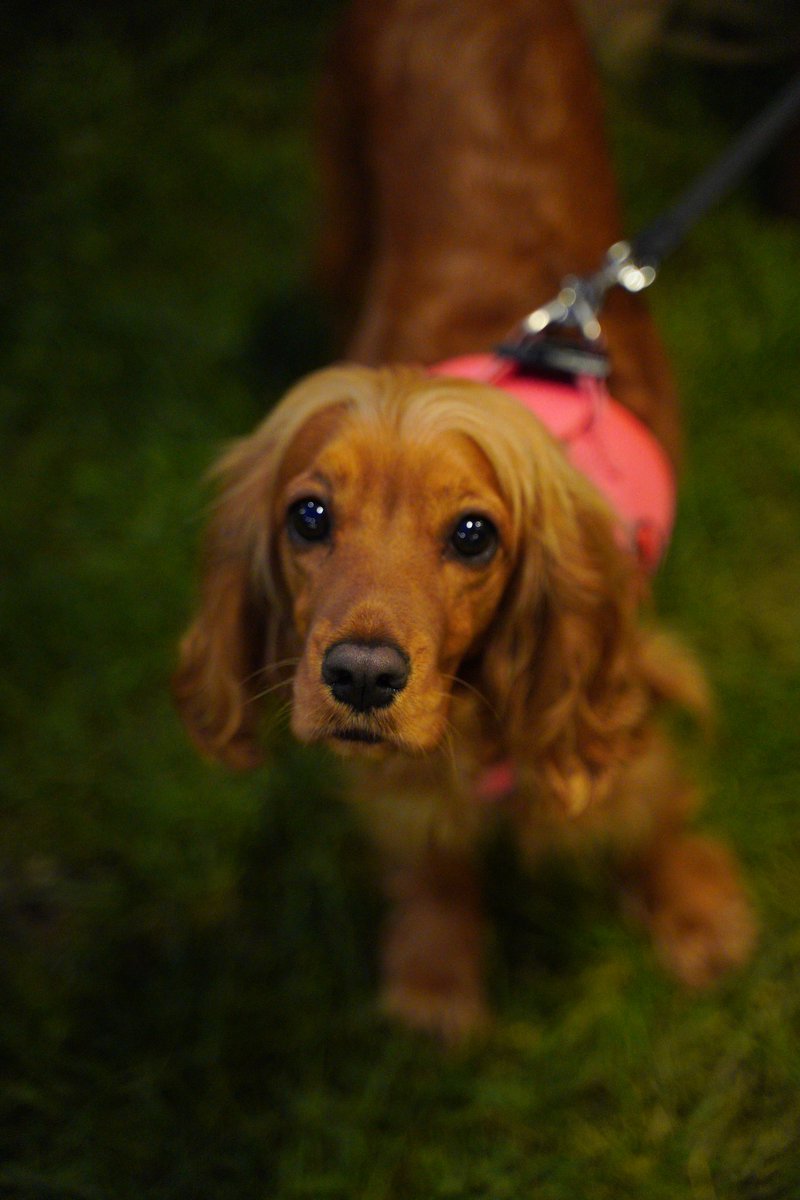 herabeybi's tweet photo. öynceylikkklleeee syelemünalyeykümmmmmmmm🐶🐶🐶🐶🐶🐶auuuuuuuu🐶🐶🐶🐶🐶🐶🐶🐶 iyykyi bbbabisinmmm ftugrafcii🐕🐕🐕🐕🐕😘😘🥰🥰🥰🥰🥰 https://t.co/LgpA4vwCLj