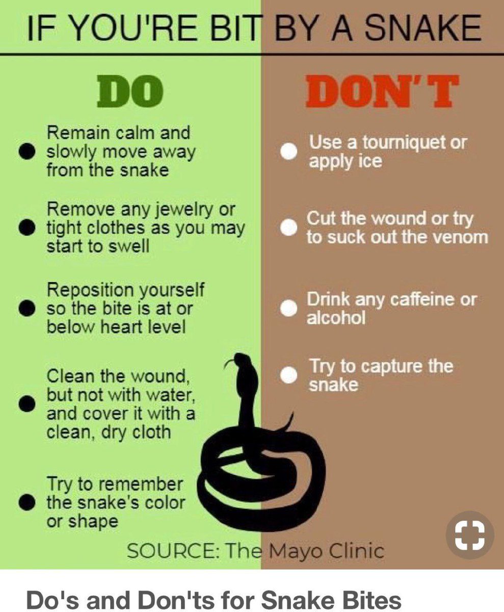 What to do if you are bit by a snake!

This is up for debate but I have also heard that drinking your own urine/holding it under your tongue for 15 seconds produces a natural anti-venom. I have never tried it and hope I never have to!

#snakes #firstaid #survivalism #snakebites