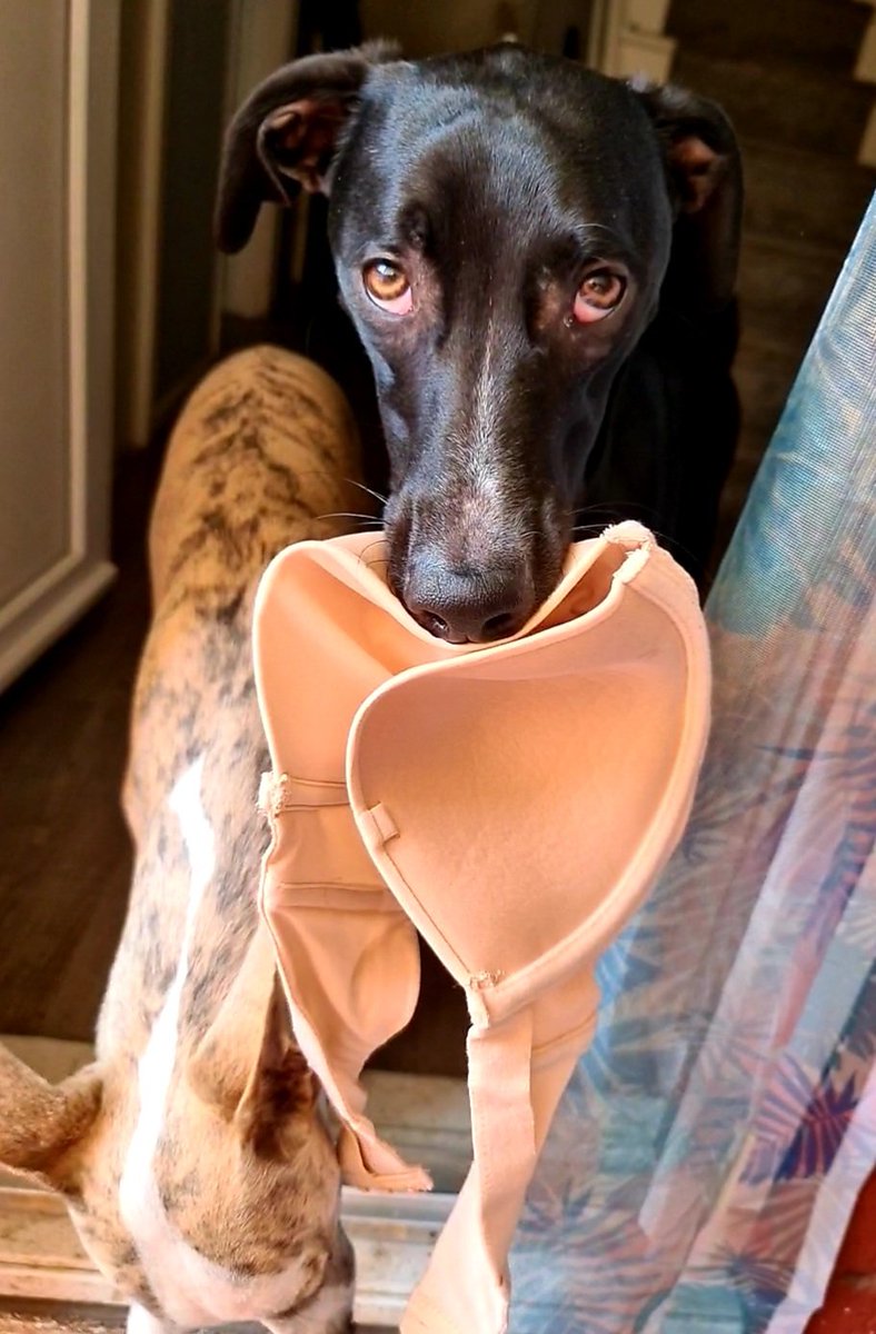 Cooper and Jasper whippet and lurcher tweet media