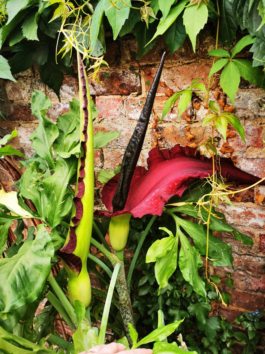 The big one has bloomed! #CorpseFlower #AmorphoPhallusTitanum or #DracunculusVulgaris?
#GardenTwitter @BBCGQT