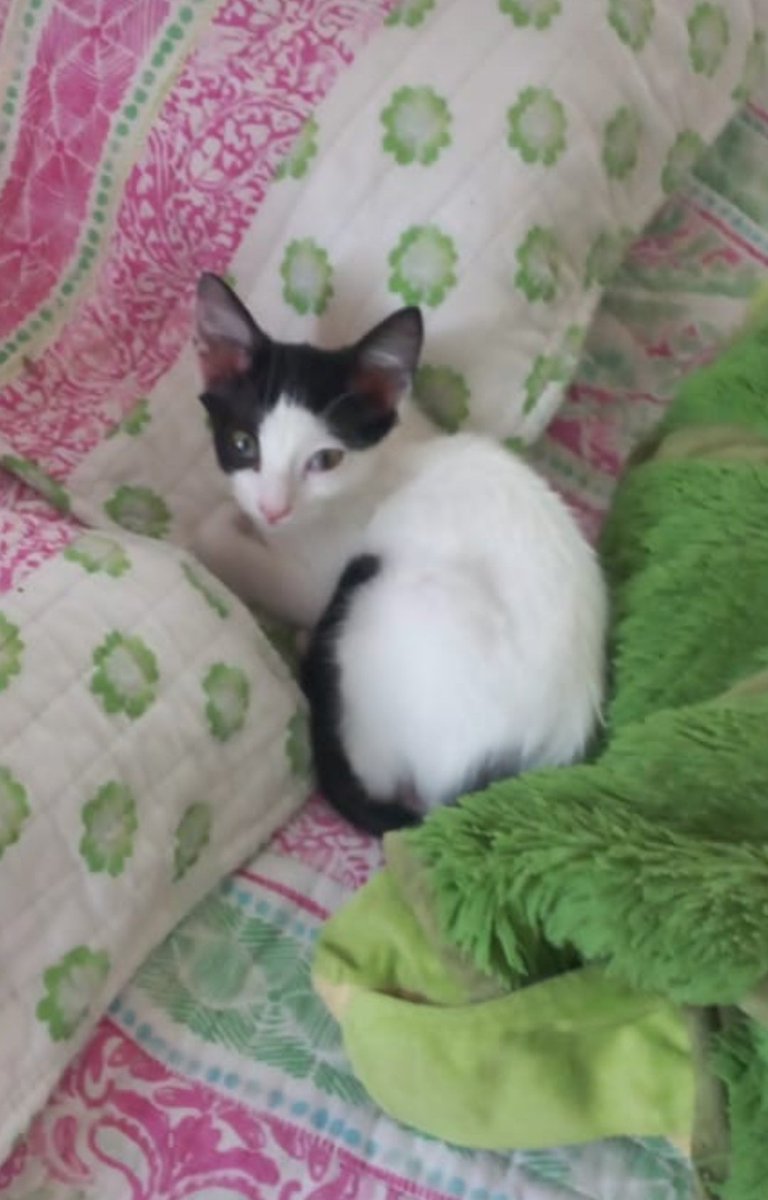 A ésta preciosura la tiraron en el estacionamiento de mi edificio, no la puedo tener porque ya tengo 5 michus recogidos, algún alma caritativa que la pueda acoger, está en la zona de la California.