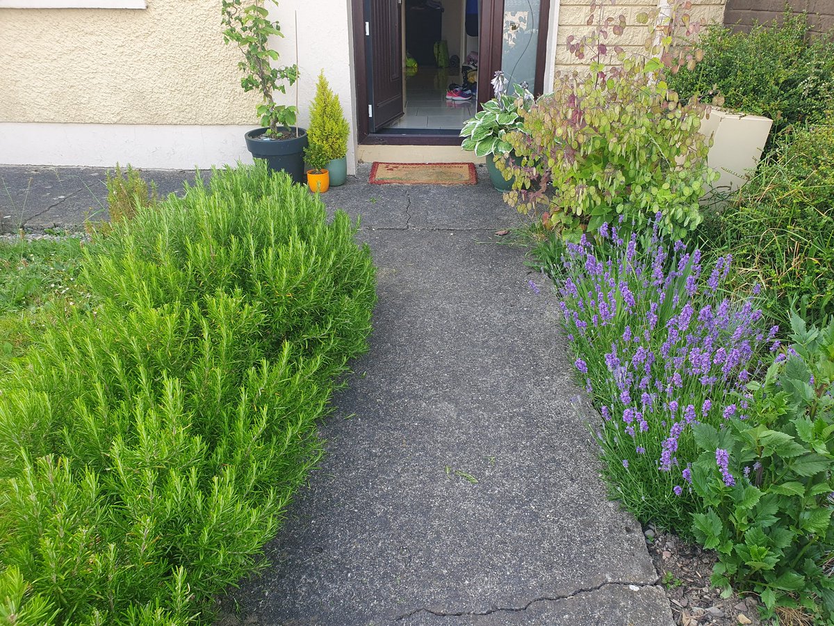 dmohally's tweet photo. Before and after 🌿 https://t.co/YYmWM9Leo9