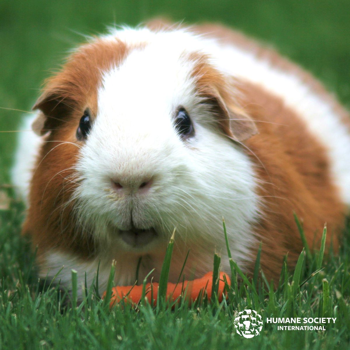 humaneworldeat's tweet photo. 2 easy ways you can make a difference for animals today:
π #ShopWithIntention, purchase cruelty-free cosmetics
βοΈ Take the #BeCruletyFree pledge: https://t.co/12ruzSjD1R https://t.co/Gg5Inrehvp