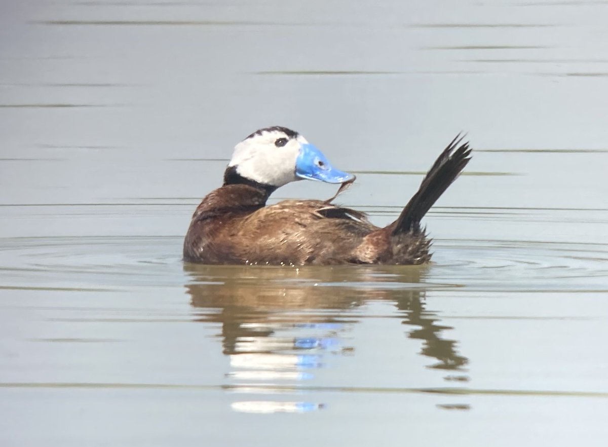 YaninaMaggiotto's tweet photo. 6-day birding trip in the Region of Valencia with Caroline &amp; Jeremie!
Few highlights of today… Purple Heron, White-headed Duck &amp; Elegant Tern. Phonescoping with #Swarowskioptik #visitnatura #birdinginvalencia #birdinginalicante #birders #birdwatching #valencia https://t.co/xgBeWJFVau