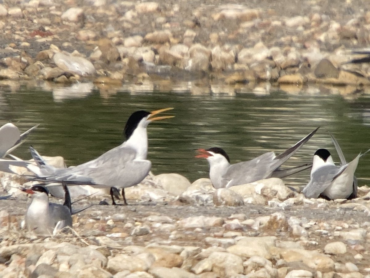 6-day birding trip in the Region of Valencia with Caroline &amp; Jeremie!
Few highlights of today… Purple Heron, White-headed Duck &amp; Elegant Tern. Phonescoping with #Swarowskioptik #visitnatura #birdinginvalencia #birdinginalicante #birders #birdwatching #valencia