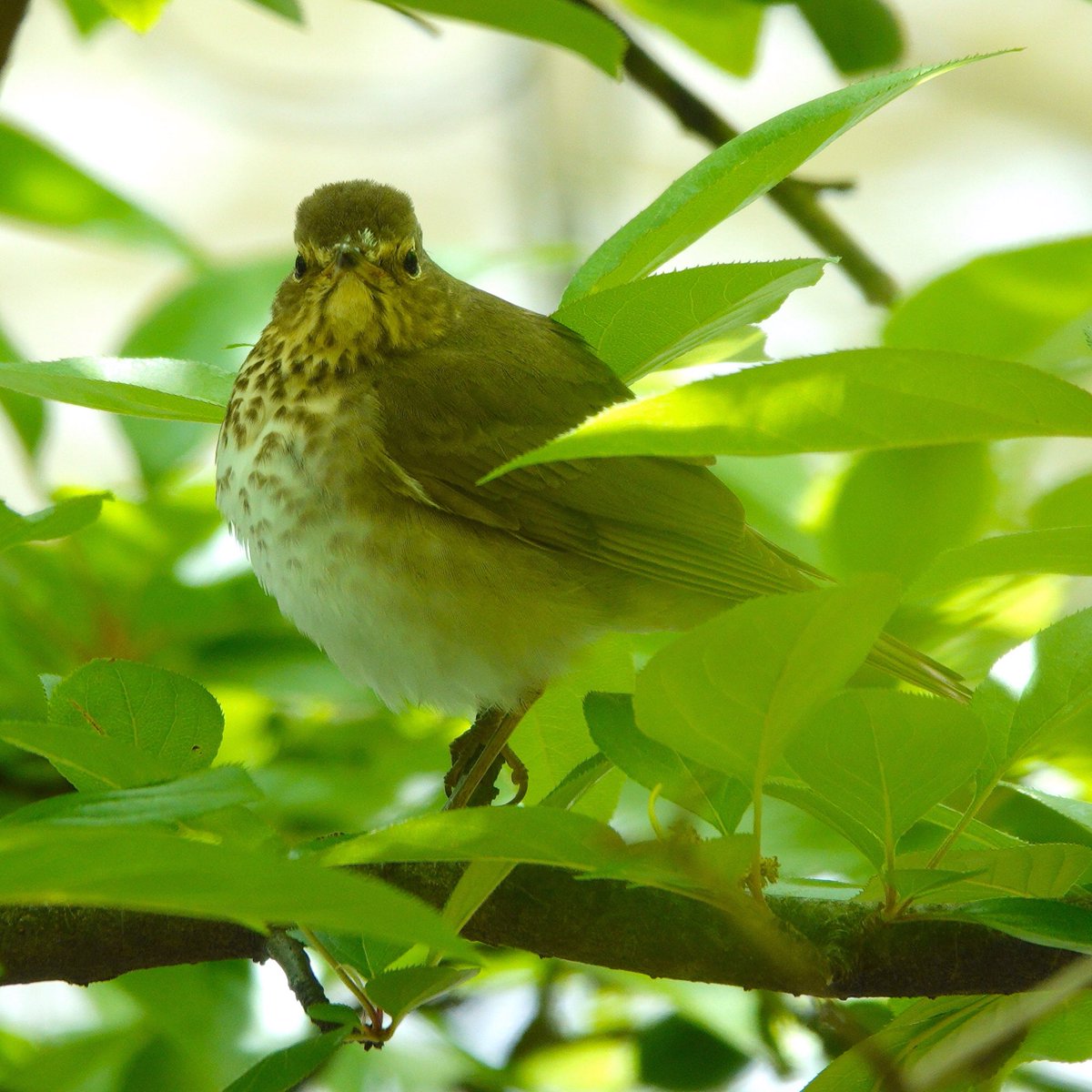 Spring migration - Swainson’s Thrush. Thrushes are known for their lovely flutelike songs.  Swainson’s Thrush is our only thrush whose song goes up in pitch. 05-09-23 #swainsonsthrush #thrush #birding #birdphotography #songbirds #birds #birdcpp #birdcp