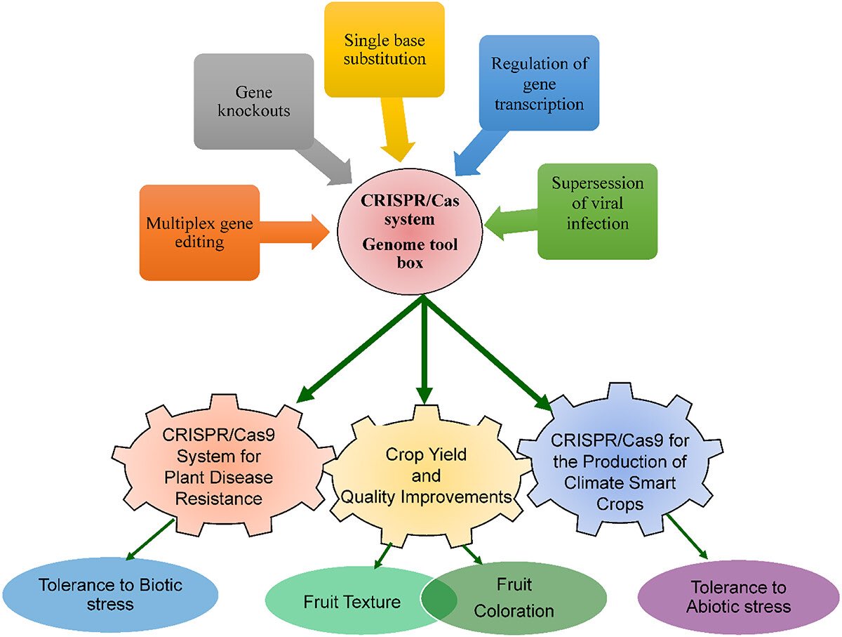 Ale_Raza6's tweet photo. Happy to share🆕collab. review "Putting #CRISPR-Cas✂️system in action: a golden window for efficient and precise #genome🧬#editing for crop improvement" in @GMCrops @tandfonline💯

🖇https://t.co/GRAAoCKkL3

@tandfenviro @Qamaruzaman1 @msmubarik @AgBioWorld @SiDDMaliCk @SIIL_KSU https://t.co/JHoed6WmQo