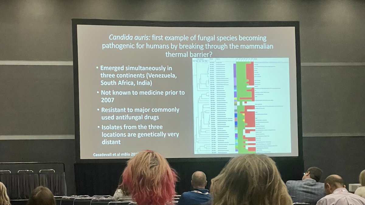 Pathogenic Candida auris isolates more thermotolerant than environmental ones, breaking down the thermal barrier protecting mammals from infection. @girlymicro - check this out! #ASMicrobe