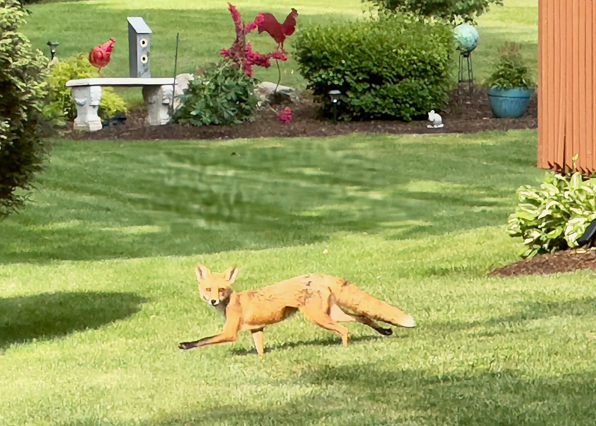 A handsome #fox that was #SeenOnMywalk on Colony Avenue in #TrumbullCT #SuburbanWildlife