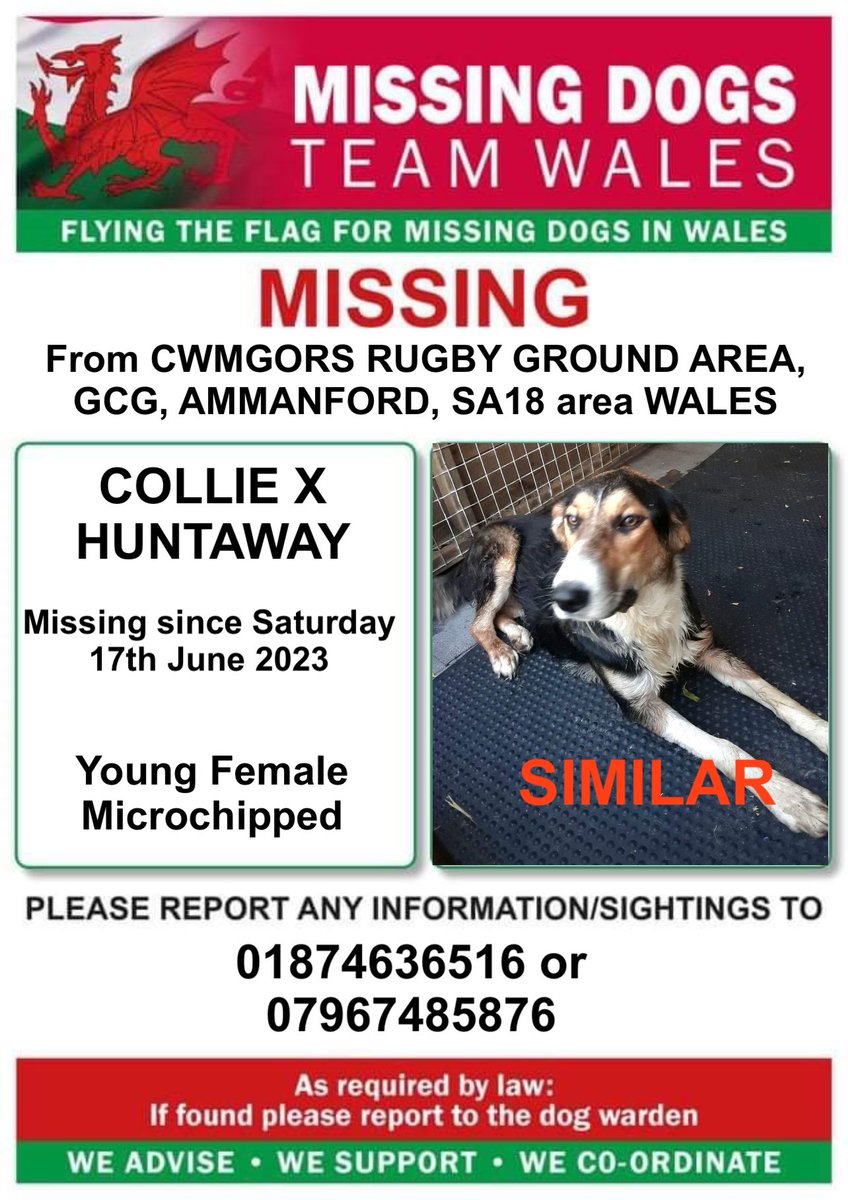 ‼️SIGHTINGS NEEDED ASAP ‼️
YOUNG FEMALE TRI COLOUR COLLIE X HUNTAWAY MISSING NEAR  #CWMGORS RUGBY CLUB AREA #GCG #AMMANFORD #SA18 #WALES 
On Saturday 17th June 

💥VERY NERVOUS GIRL SIMILAR TO ONE IN POSTER PIC BUT MARKINGS NOT THE SAME 💥
Please call either numbers if seen asap