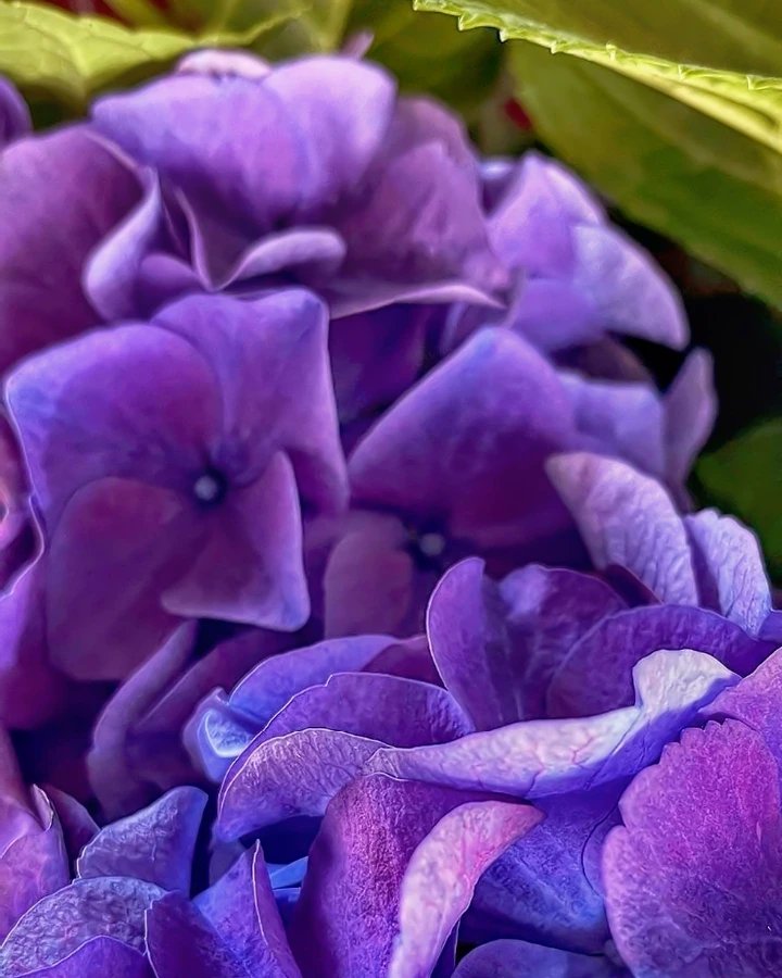 fumiboo4649's tweet photo. #紫陽花 #夜紫陽花 ❁。゚❀。*。❀゚*❁゚*❁。゚。*❀゚*❁。゚❀。**❁。゚ *❁。゚❀。*。❀゚*❁゚*❁。゚。*❀ #カメラ散歩 #キリトリセカイ #写真好きな人と繋がりたい #hydrangea #Japanesehydrangea #nightshooting #camerawalk #kiritorisekai #photography #PENTAX https://t.co/IQF7V79zQR