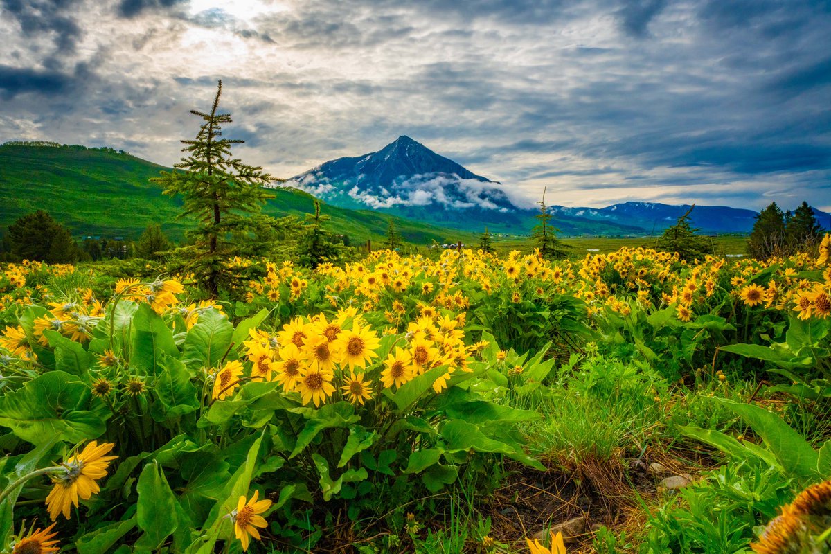 Gm! The wildflowers are back in Crested Butte!