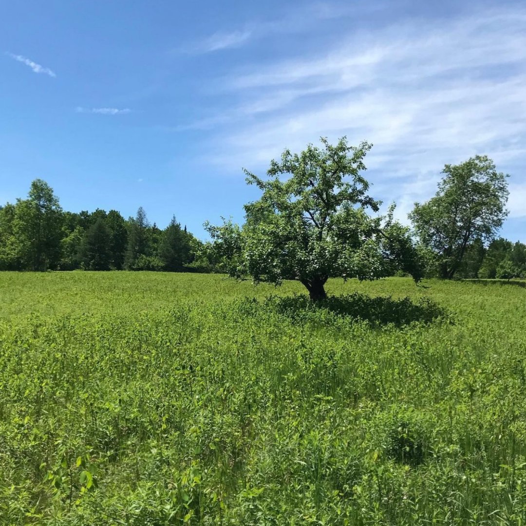 Gorgeous summer views  😍

Select upcoming openings! To book your next stay navigate to  go-cottage.com/reservations/
-
#LakePlacid #LakePlacidVacation #GOCottage #NewYorkSummer #Summer2023 #NYVacationRentals #NYSummer