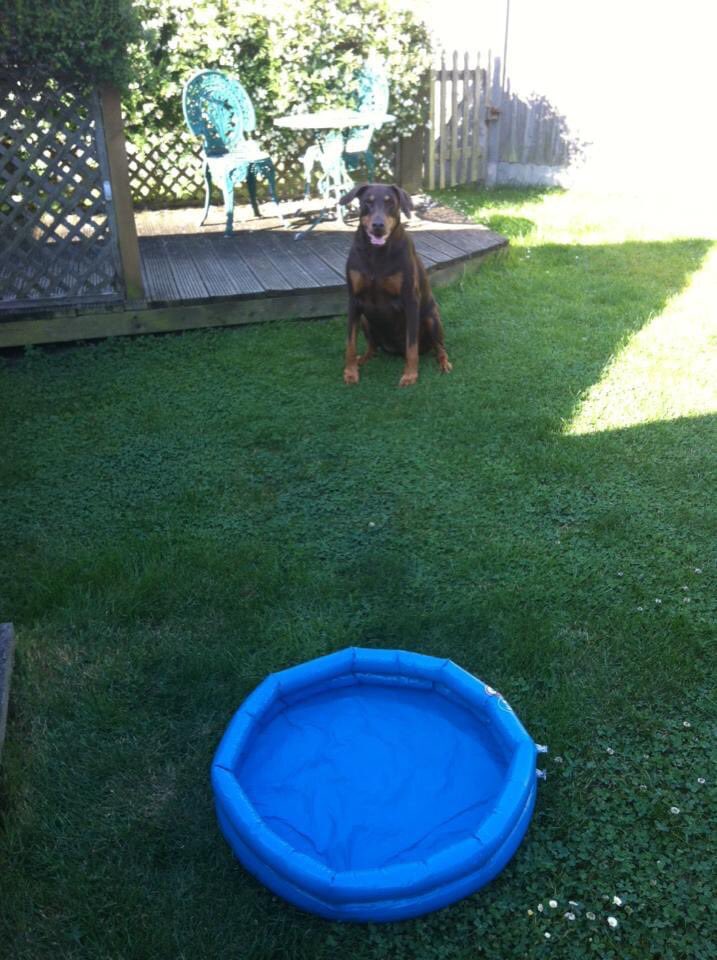 🤣 my past girl Ellie with a £1 “paddling pool” that wasn’t much bigger than a water bowl, she wouldn’t go near it. Bless her 🌈