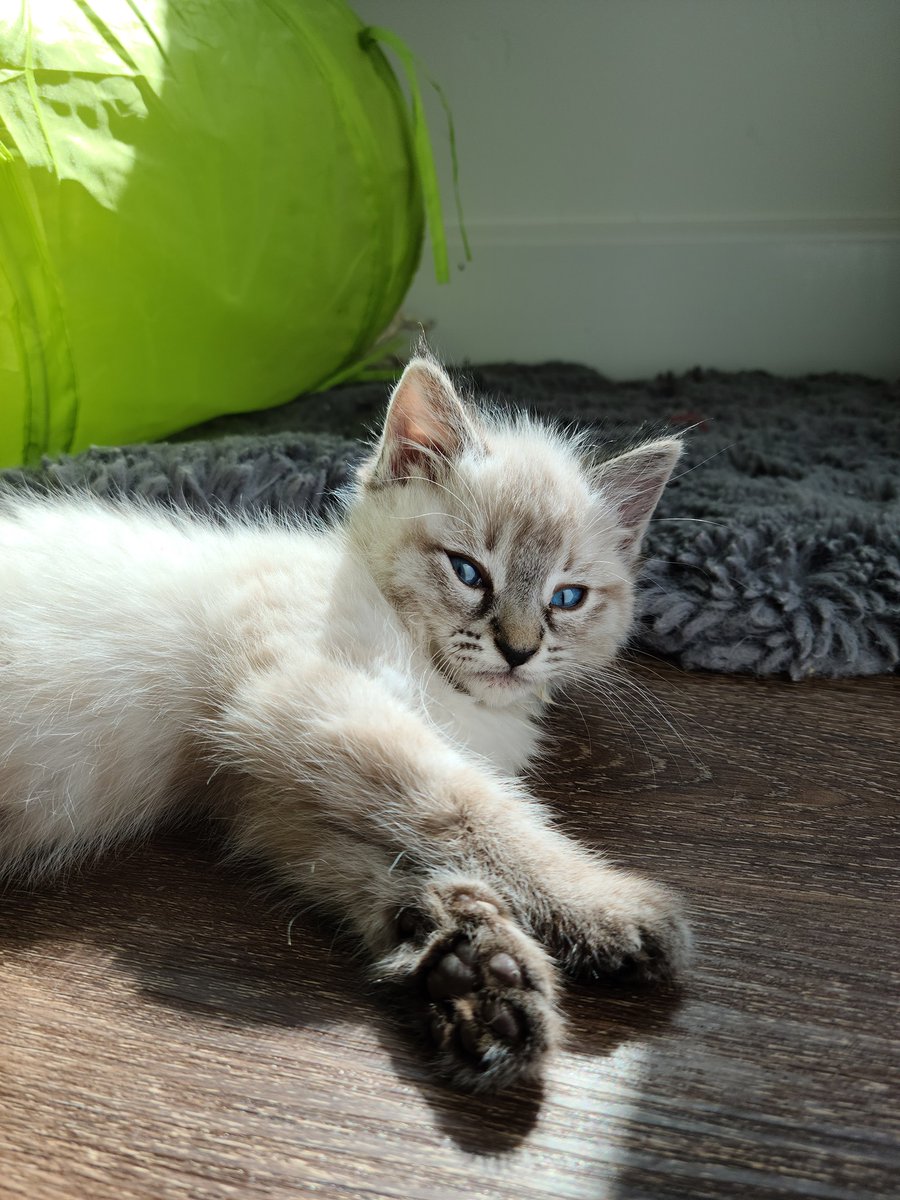 'If there is one spot of sun spilling onto the floor, a cat will find it and soak it up.'-- J.A. McIntosh 
PURRlease supPURRt our mission by visiting ItsieBitsieRescue.org
#adoptdontshop #savinglives  #kittenseason #ittakesavillage #fosters2022 #gratitude