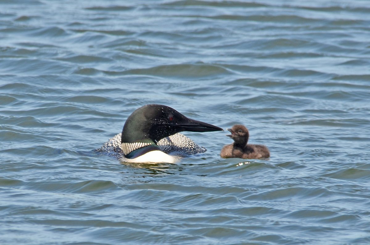 Common loon chicks are able to swim shortly after hatching, but they’ll also catch a ride on mom or dad’s back. For the first few weeks, they’ll rely on their parents for food. Have you seen any loons lately?

📷 by Courtney Celley/USFWS