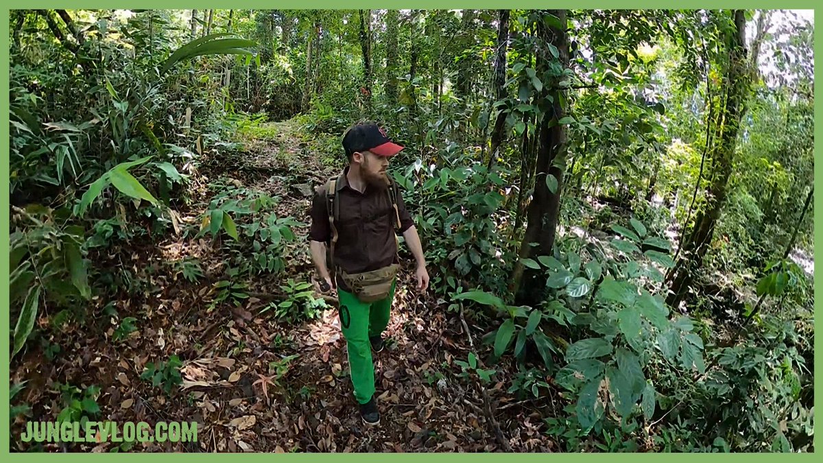 JungleVlog's tweet photo. Encountering a beautiful jungle creek in the rainforest. Watch the clip on YouTube: https://t.co/drcaCSKMiv 🏞️ #JungleCreek #Rainforest #Wanderlust https://t.co/gxG09tf5Aq